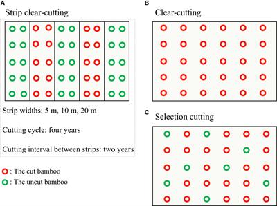 Application of the strip clear-cutting system in a running bamboo (Phyllostachys glauca McClure) forest: feasibility and sustainability assessments